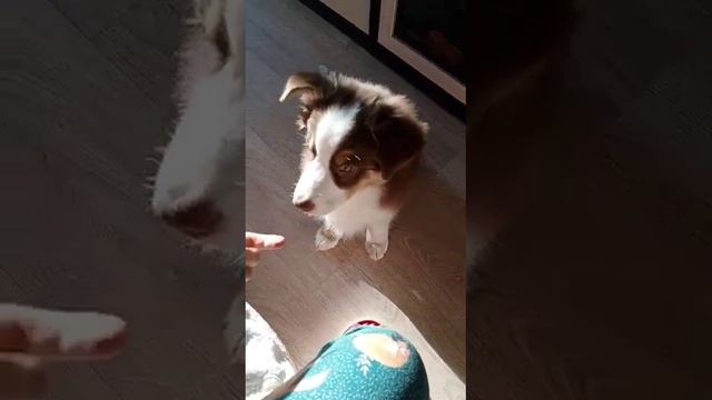 Щенок австралийской овчарки Кася. Команда Жми.