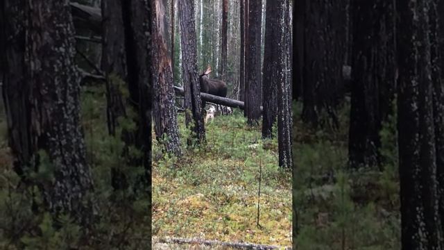 Снимаю собак с лося смотреть онлайн