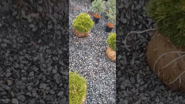 Садовый Центр Ростов-на-Дону "Азбука Роста" Туи. Можевельники. Кипарисы. Топиар Бансаи. смотреть онлайн