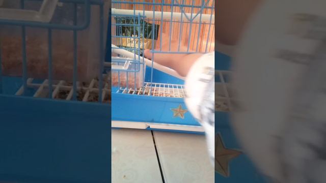 Попугай боится падать смотреть онлайн