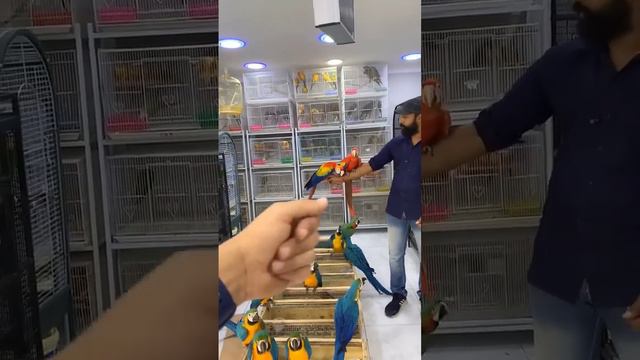 scarlett macaw blue and gold macaw смотреть онлайн