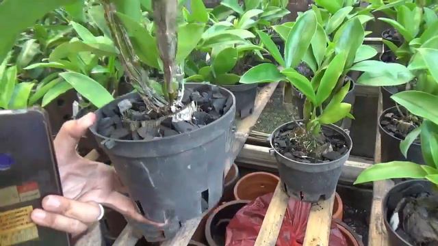 Dendrobium Jairak Bushy (Dendrobium Jairak Griffith × Dendrobium farmeri) смотреть онлайн
