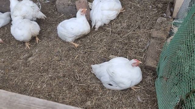 Делаю выводы. Нужно проверить жирность молока у коз. смотреть онлайн