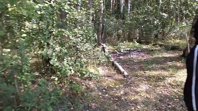 Середнево. Пруд в лесу. смотреть онлайн