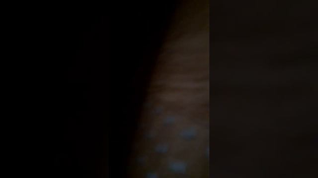бешеный кот до конца!! смотреть онлайн