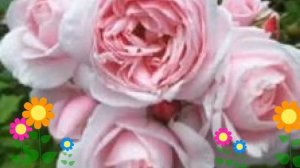 Роза плетистая наэма (Nahema). Краткий обзор, описание характеристик, где купить саженцы