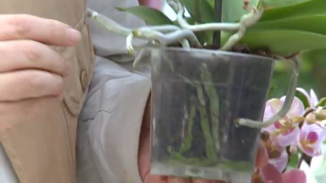 L'orchidéee papillon ou Phalaenopsis смотреть онлайн