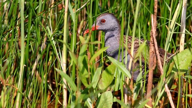 Пастушок. Любопытство и осторожность. Rallus aguaticus. смотреть онлайн