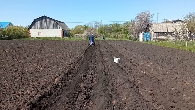 Пробная посадка картошки под плуг. смотреть онлайн