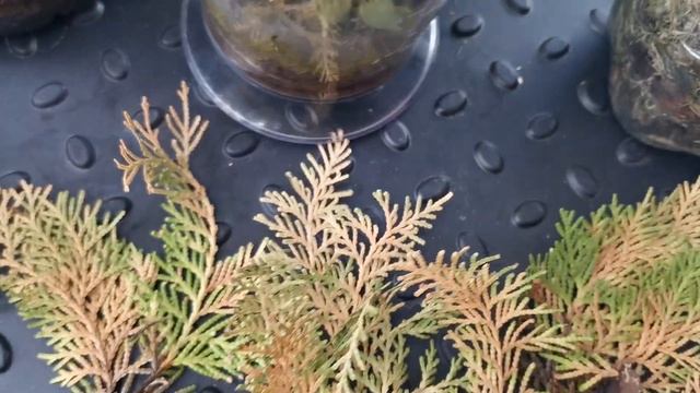 #орхидеи Заключительная серия по укоренению орхидеи из Тайланда.Удачи и неудачи зимнего укоренения! смотреть онлайн