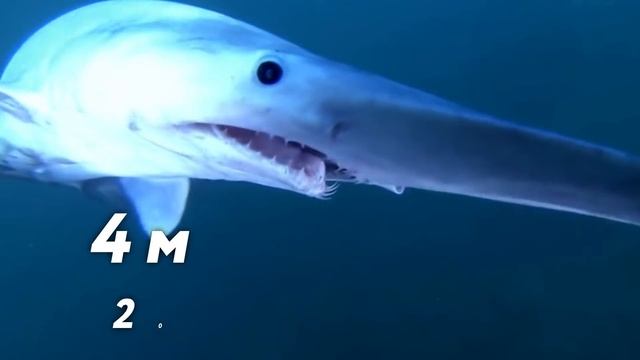 10 Самых Страшных Животных в Мире смотреть онлайн