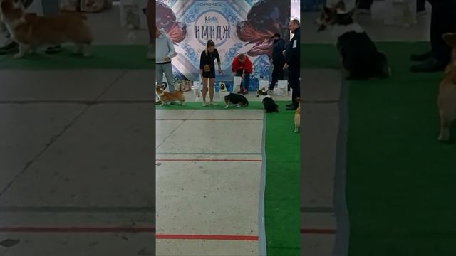 Амадей дебютировал в щенячьем ринге! Очень перспективный и темпераментный представитель породы!😉😍👍 смотреть онлайн