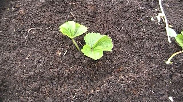 КЛУБНИКА ОСЕНЬЮ, ПЛАНОВАЯ ПОДГОТОВКА К ЗИМЕ!!! смотреть онлайн