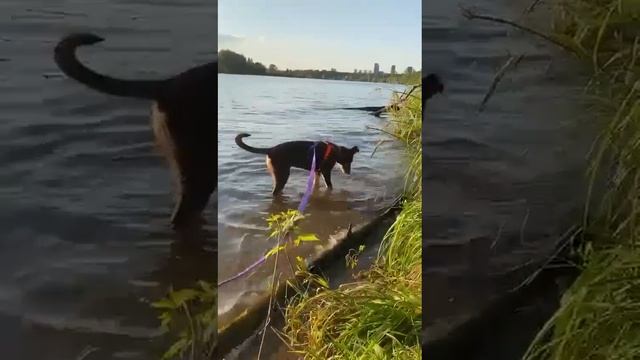 Symiko.ru | Собака Шоколадка ищет дом. Отдаем бесплатно. Собаки в дар в добрые руки. смотреть онлайн