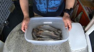 Рыбец Вяленый Засолка. Выпуск №237