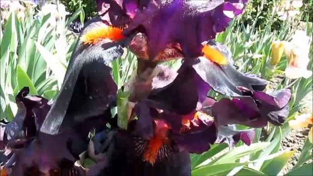 Дракулаз Кисс высокий бородатый ирис смотреть онлайн