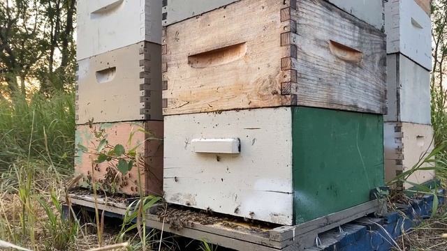 Beehive Time Lapse At Prairie Bee Meadery | Cool Stuff In Saskatchewan | Moose Jaw Canada's Most No