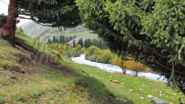 Glitch effect. Mountain river Chon-Ak-Suu. Grigoriev Gorge. Issyk Kul Lake. Kyrgyzstan смотреть онлайн