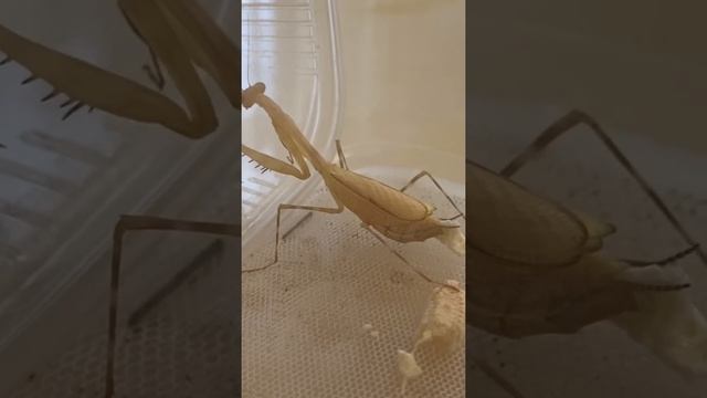 Богомол откладывает оотеку? смотреть онлайн