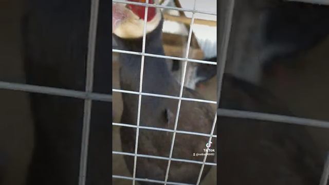 Беседа с Синим ушастым фазаном смотреть онлайн