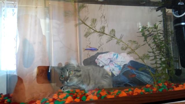Кот и аквариум смотреть онлайн