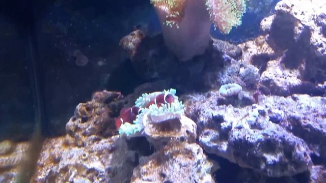 Maroon Clown Fish Hosting a Bubble Tip Anemone смотреть онлайн