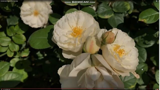 Five Winds Asset Management. ФОНД ВЫПЛАЧИВАЕТ ЗАДОЛЖЕННОСТЬ ИНВЕСТОРАМ !!!??? смотреть онлайн