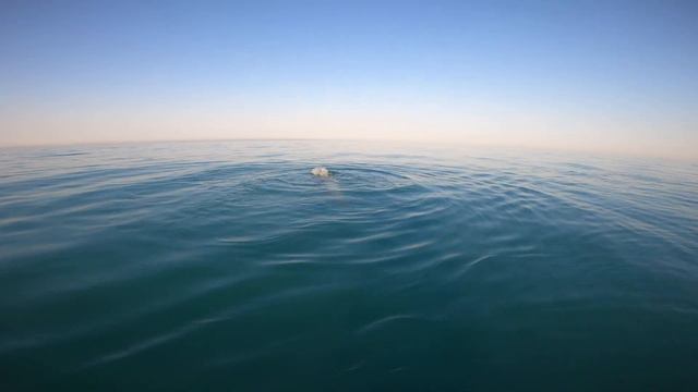 Анапа Витязево Дельфины Сапсерфинг 4 июля 2022 год смотреть онлайн