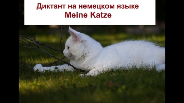 Диктант на немецком языке "Meine Katze". смотреть онлайн