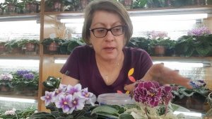 Удобрения для фиалок| Секрет шапочного цветения фиалок