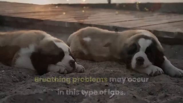 What is a Dwarf labrador? | What is a miniature labrador?| Can Mini labrador Swim? | смотреть онлайн