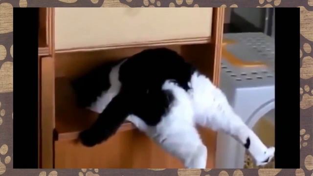 Толстые коты 2017! Вы только посмотрите. Приколы с котами смотреть онлайн