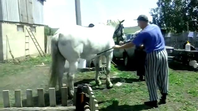 моем лошадь керхером смотреть онлайн