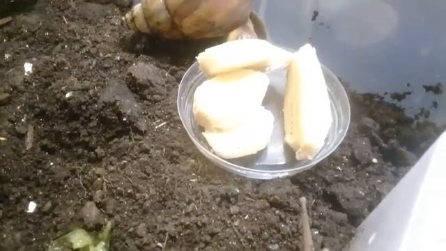 Улитка рожает!!!/ШОК???