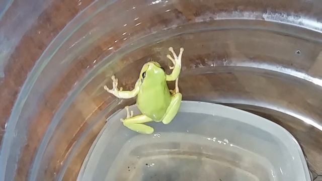 Кормление жабы и квакши сверчками. смотреть онлайн