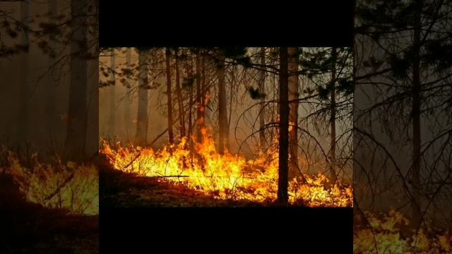 уничтожение природы руками человека... смотреть онлайн