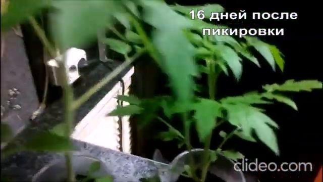 У совсем молоденькой рассады раздвоился ствол, что делать? смотреть онлайн