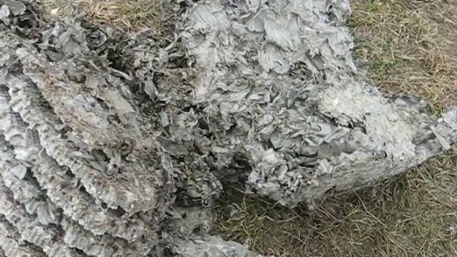 Польза осиного гнезда и использование в народной медицине. смотреть онлайн