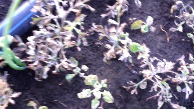 Обзор поля на 28.05 тотрил не рекомендую!!!!☝☝☝лонтрел 400/га+гоал 100/га эффект на лицо. смотреть онлайн