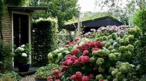 Гортензия в ландшафтном дизайне