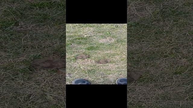 Приметы. Наступить в коровью лепешку.MP4 смотреть онлайн