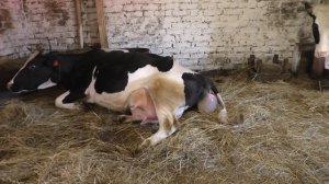 Отёл коровы/Первое доение и кормление теленка/