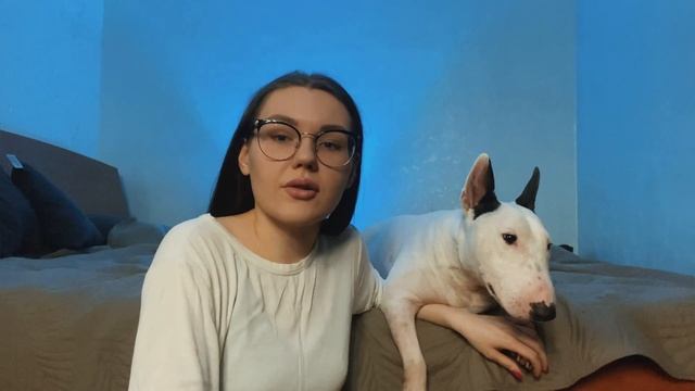 БЫТОВУХА БУЛЬТЕРЬЕРА