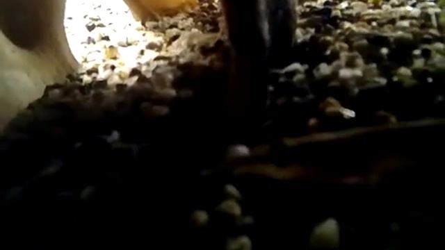 Лялиусы, макрогнатус глазчатый, акантофтальмус кюля, анциструс готовятся ко сну ^^ смотреть онлайн