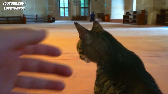 a STRAY CAT LIVING in a 480-year-old OTTOMAN MOSQUE is the IMAM's BEST FRIEND. | Lucky Paws смотреть онлайн