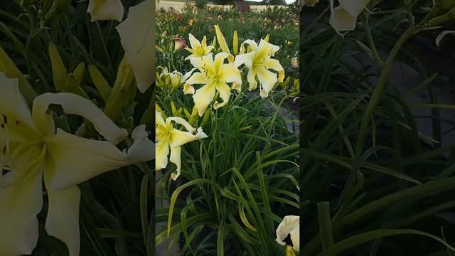 Лилейник Tornado Bird (Gossard, 2008) смотреть онлайн