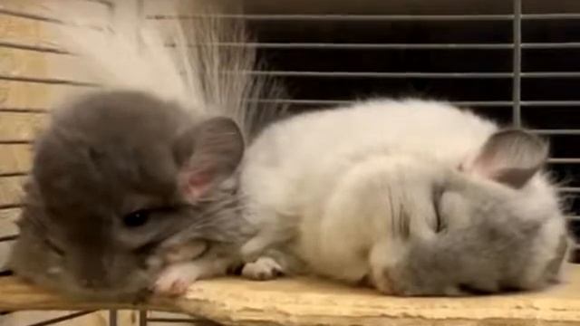 Шиншиллы забавные - видео из питомника декабрь 2018 часть 1 смотреть онлайн