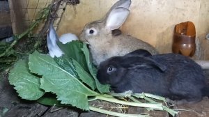 Кормить кроликов комбикормом или зерном ???