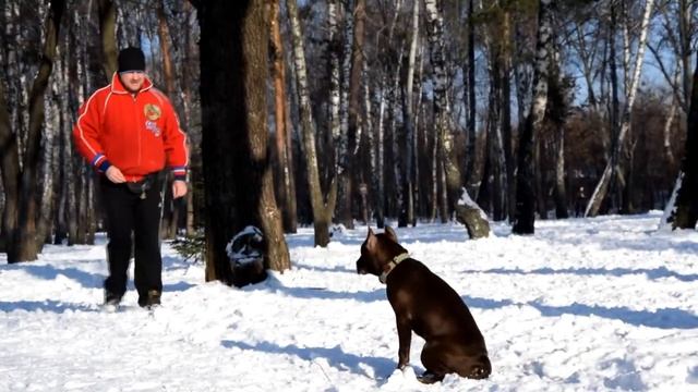 126. Дрессировка щенка питбуля Шторм. Начальная дрессировка смотреть онлайн