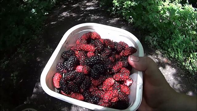 ДОНЕЦК .ПРОГУЛКА НА ВЕТКОВСКИЙ СТАВОК . смотреть онлайн